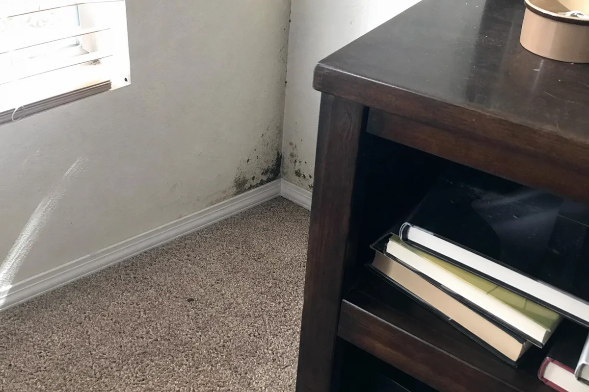 Early mold growth on a damp drywall corner